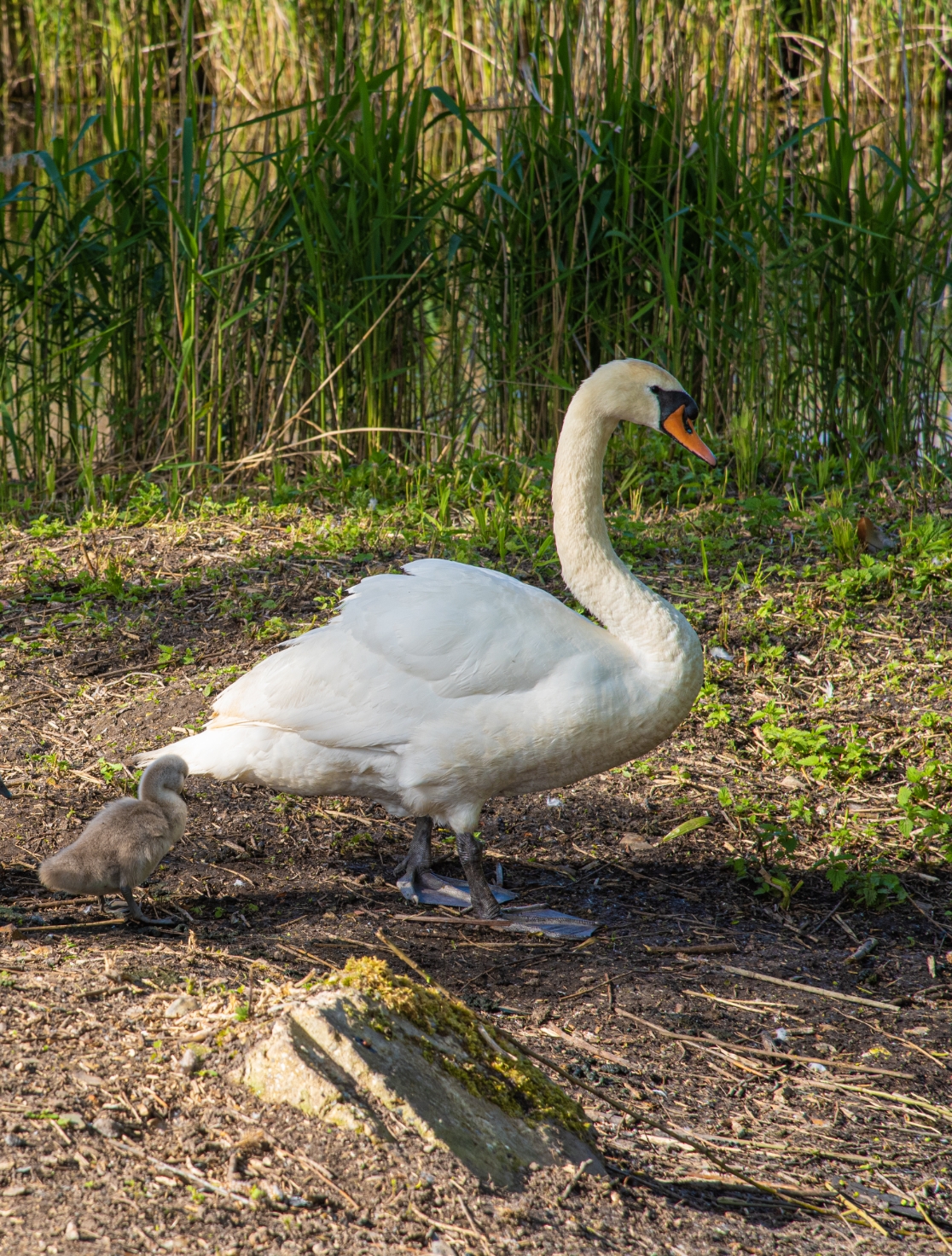 a swan near a river